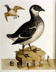 Ilustração a aguarela de um livro sobre aves raras de G Edwards, 1750. George Edwards (1694-1773) foi um naturalista e ornitólogo britânico. Viajou muito pela Europa, estudando a história natural e as aves em particular. Ganhou algum reconhecimento