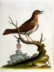 Ilustração a aguarela de um livro sobre aves raras de G Edwards, 1750. George Edwards (1694-1773) foi um naturalista e ornitólogo britânico. Viajou muito pela Europa, estudando a história natural e as aves em particular. Ganhou algum reconhecimento