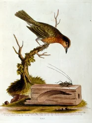 Ilustração a aguarela de um livro sobre aves raras de G Edwards, 1750. George Edwards (1694-1773) foi um naturalista e ornitólogo britânico. Viajou muito pela Europa, estudando a história natural e as aves em particular. Ganhou algum reconhecimento