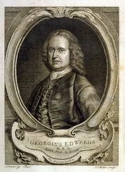 Ilustração a aguarela de um livro sobre aves raras de G Edwards, 1750. George Edwards (1694-1773) foi um naturalista e ornitólogo britânico. Viajou muito pela Europa, estudando a história natural e as aves em particular. Ganhou algum reconhecimento