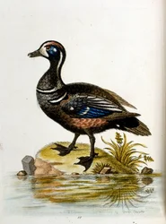 Ilustração a aguarela de um livro sobre aves raras de G Edwards, 1750. George Edwards (1694-1773) foi um naturalista e ornitólogo britânico. Viajou muito pela Europa, estudando a história natural e as aves em particular. Ganhou algum reconhecimento