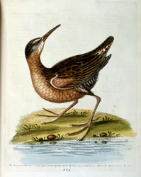 Ilustração a aguarela de um livro sobre aves raras de G Edwards, 1750. George Edwards (1694-1773) foi um naturalista e ornitólogo britânico. Viajou muito pela Europa, estudando a história natural e as aves em particular. Ganhou algum reconhecimento