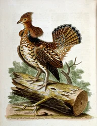 Ilustração a aguarela de um livro sobre aves raras de G Edwards, 1750. George Edwards (1694-1773) foi um naturalista e ornitólogo britânico. Viajou muito pela Europa, estudando a história natural e as aves em particular. Ganhou algum reconhecimento