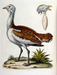 Ilustração a aguarela de um livro sobre aves raras de G Edwards, 1750. George Edwards (1694-1773) foi um naturalista e ornitólogo britânico. Viajou muito pela Europa, estudando a história natural e as aves em particular. Ganhou algum reconhecimento