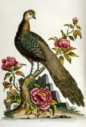 Ilustração a aguarela de um livro sobre aves raras de G Edwards, 1750. George Edwards (1694-1773) foi um naturalista e ornitólogo britânico. Viajou muito pela Europa, estudando a história natural e as aves em particular. Ganhou algum reconhecimento