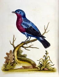 Ilustração a aguarela de um livro sobre aves raras de G Edwards, 1750. George Edwards (1694-1773) foi um naturalista e ornitólogo britânico. Viajou muito pela Europa, estudando a história natural e as aves em particular. Ganhou algum reconhecimento