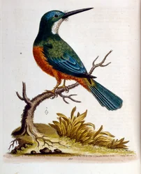 Ilustração a aguarela de um livro sobre aves raras de G Edwards, 1750. George Edwards (1694-1773) foi um naturalista e ornitólogo britânico. Viajou muito pela Europa, estudando a história natural e as aves em particular. Ganhou algum reconhecimento