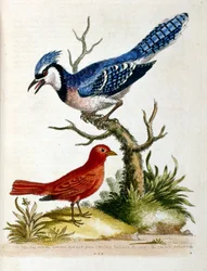 Ilustração a aguarela de um livro sobre aves raras de G Edwards, 1750. George Edwards (1694-1773) foi um naturalista e ornitólogo britânico. Viajou muito pela Europa, estudando a história natural e as aves em particular. Ganhou algum reconhecimento