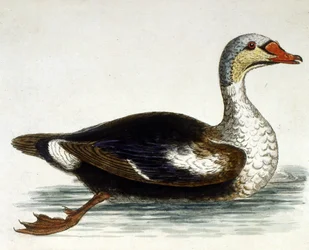 Ilustração a aguarela de um livro sobre aves raras de G Edwards, 1750. George Edwards (1694-1773) foi um naturalista e ornitólogo britânico. Viajou muito pela Europa, estudando a história natural e as aves em particular. Ganhou algum reconhecimento