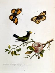 Ilustração a aguarela de um livro sobre aves raras de G Edwards, 1750. George Edwards (1694-1773) foi um naturalista e ornitólogo britânico. Viajou muito pela Europa, estudando a história natural e as aves em particular. Ganhou algum reconhecimento