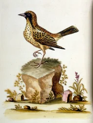 Ilustração a aguarela de um livro sobre aves raras de G Edwards, 1750. George Edwards (1694-1773) foi um naturalista e ornitólogo britânico. Viajou muito pela Europa, estudando a história natural e as aves em particular. Ganhou algum reconhecimento