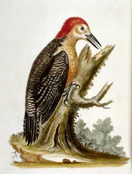 Ilustração a aguarela de um livro sobre aves raras de G Edwards, 1750. George Edwards (1694-1773) foi um naturalista e ornitólogo britânico. Viajou muito pela Europa, estudando a história natural e as aves em particular. Ganhou algum reconhecimento