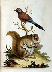 Ilustração a aguarela de um livro sobre aves raras de G Edwards, 1750. George Edwards (1694-1773) foi um naturalista e ornitólogo britânico. Viajou muito pela Europa, estudando a história natural e as aves em particular. Ganhou algum reconhecimento
