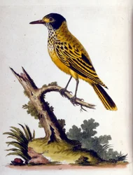 Ilustração a aguarela de um livro sobre aves raras de G Edwards, 1750. George Edwards (1694-1773) foi um naturalista e ornitólogo britânico. Viajou muito pela Europa, estudando a história natural e as aves em particular. Ganhou algum reconhecimento
