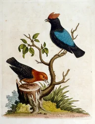 Ilustração a aguarela de um livro sobre aves raras de G Edwards, 1750. George Edwards (1694-1773) foi um naturalista e ornitólogo britânico. Viajou muito pela Europa, estudando a história natural e as aves em particular. Ganhou algum reconhecimento