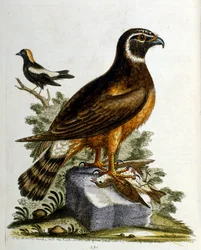 Ilustração a aguarela de um livro sobre aves raras de G Edwards, 1750. George Edwards (1694-1773) foi um naturalista e ornitólogo britânico. Viajou muito pela Europa, estudando a história natural e as aves em particular. Ganhou algum reconhecimento
