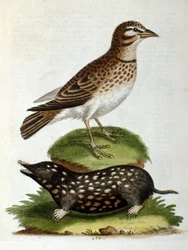 Ilustração a aguarela de um livro sobre aves raras de G Edwards, 1750. George Edwards (1694-1773) foi um naturalista e ornitólogo britânico. Viajou muito pela Europa, estudando a história natural e as aves em particular. Ganhou algum reconhecimento