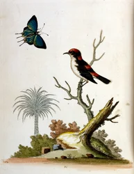 Ilustração a aguarela de um livro sobre aves raras de G Edwards, 1750. George Edwards (1694-1773) foi um naturalista e ornitólogo britânico. Viajou muito pela Europa, estudando a história natural e as aves em particular. Ganhou algum reconhecimento