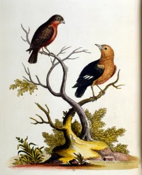 Ilustração a aguarela de um livro sobre aves raras de G Edwards, 1750. George Edwards (1694-1773) foi um naturalista e ornitólogo britânico. Viajou muito pela Europa, estudando a história natural e as aves em particular. Ganhou algum reconhecimento