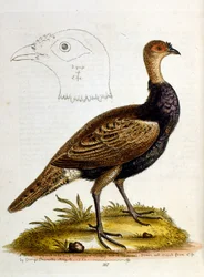 Ilustração a aguarela de um livro sobre aves raras de G Edwards, 1750. George Edwards (1694-1773) foi um naturalista e ornitólogo britânico. Viajou muito pela Europa, estudando a história natural e as aves em particular. Ganhou algum reconhecimento
