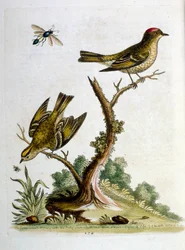 Ilustração a aguarela de um livro sobre aves raras de G Edwards, 1750. George Edwards (1694-1773) foi um naturalista e ornitólogo britânico. Viajou muito pela Europa, estudando a história natural e as aves em particular. Ganhou algum reconhecimento
