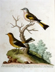 Ilustração a aguarela de um livro sobre aves raras de G Edwards, 1750. George Edwards (1694-1773) foi um naturalista e ornitólogo britânico. Viajou muito pela Europa, estudando a história natural e as aves em particular. Ganhou algum reconhecimento