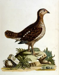 Ilustração a aguarela de um livro sobre aves raras de G Edwards, 1750. George Edwards (1694-1773) foi um naturalista e ornitólogo britânico. Viajou muito pela Europa, estudando a história natural e as aves em particular. Ganhou algum reconhecimento