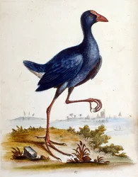 Ilustração a aguarela de um livro sobre aves raras de G Edwards, 1750. George Edwards (1694-1773) foi um naturalista e ornitólogo britânico. Viajou muito pela Europa, estudando a história natural e as aves em particular. Ganhou algum reconhecimento
