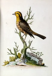 Ilustração a aguarela de um livro sobre aves raras de G Edwards, 1750. George Edwards (1694-1773) foi um naturalista e ornitólogo britânico. Viajou muito pela Europa, estudando a história natural e as aves em particular. Ganhou algum reconhecimento