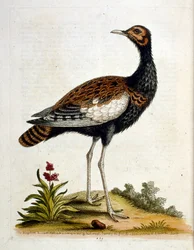 Ilustração a aguarela de um livro sobre aves raras de G Edwards, 1750. George Edwards (1694-1773) foi um naturalista e ornitólogo britânico. Viajou muito pela Europa, estudando a história natural e as aves em particular. Ganhou algum reconhecimento