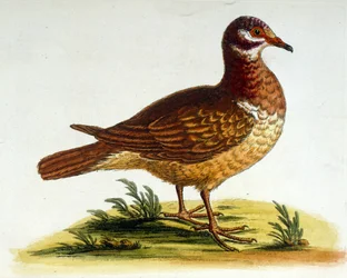 Ilustração a aguarela de um livro sobre aves raras de G Edwards, 1750. George Edwards (1694-1773) foi um naturalista e ornitólogo britânico. Viajou muito pela Europa, estudando a história natural e as aves em particular. Ganhou algum reconhecimento