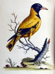 Ilustração a aguarela de um livro sobre aves raras de G Edwards, 1750. George Edwards (1694-1773) foi um naturalista e ornitólogo britânico. Viajou muito pela Europa, estudando a história natural e as aves em particular. Ganhou algum reconhecimento