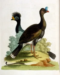 Ilustração a aguarela de um livro sobre aves raras de G Edwards, 1750. George Edwards (1694-1773) foi um naturalista e ornitólogo britânico. Viajou muito pela Europa, estudando a história natural e as aves em particular. Ganhou algum reconhecimento