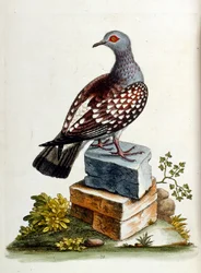 Ilustração a aguarela de um livro sobre aves raras de G Edwards, 1750. George Edwards (1694-1773) foi um naturalista e ornitólogo britânico. Viajou muito pela Europa, estudando a história natural e as aves em particular. Ganhou algum reconhecimento