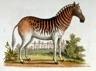 Ilustração a aguarela de Zebra, de um livro de aves raras de G Edwards, 1750. George Edwards (1694-1773) foi um naturalista e ornitólogo britânico. Viajou muito pela Europa, estudando a história natural e as aves em particular. Ganhou alguns