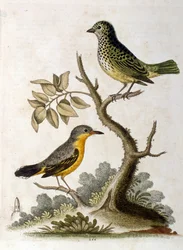 Ilustração a aguarela de uma preguiça com três dedos, de G Edwards, 1758. George Edwards (1694-1773) foi um naturalista e ornitólogo britânico. Viajou extensivamente pela Europa, estudando a história natural e as aves em particular. Ganhou algum reconhecim