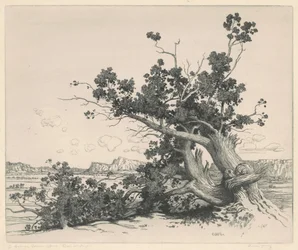 Cedros do deserto, Novo México