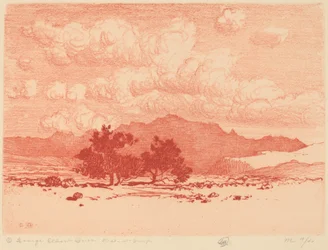 Árvores de Palo Verde