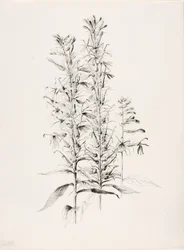 Sem título (Flor de Cardeal, Lobelia Cardinalis)