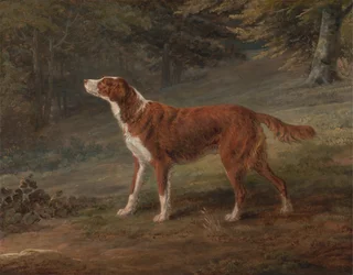 Ranger, um setter, a propriedade de Elizabeth Gray