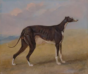 Turk, um cão de caça cinzento, propriedade de George Lane Fox