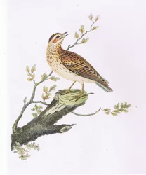 Woodlark, Nature in Britain publicado pela Collins
