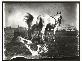 Arando um campo por cavalos