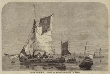 British Fisheries, n º 7, trote para búzios