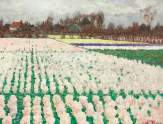 Campos de jacintos
