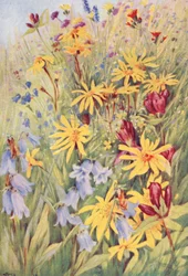 Arnica, a genciana castanha (G purpurea), Campanula barbata e o pequeno e ardente Hieracium aurantiacum, pintados ao vivo nos campos em meados de julho (litografia a cores)