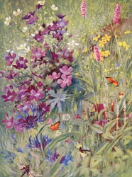 Geranium sylvaticum, Potentilla rupestris, Centaurea montana, o Bistort cor-de-rosa, o pequeno Bistort alpino, pintados no local, nos campos, no início de julho (litografia a cores)