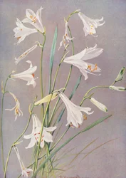 Paradisia Liliastrum, o lírio do Paraíso ou de São Bruno (litografia a cores)