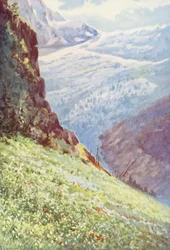 O lírio-do-paraíso (Paradisia Liliastrum) perto do Glaciar de Trient por volta de meados de junho (litografia a cores)