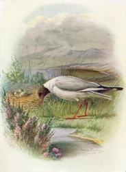 Gaivota-de-cabeça-preta - Larus ridibundus, c1910, 1910